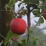 Monegal Отель Сан-Льоренс-де-Моруньс